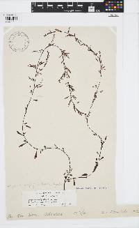 Sargassum hemiphyllum image