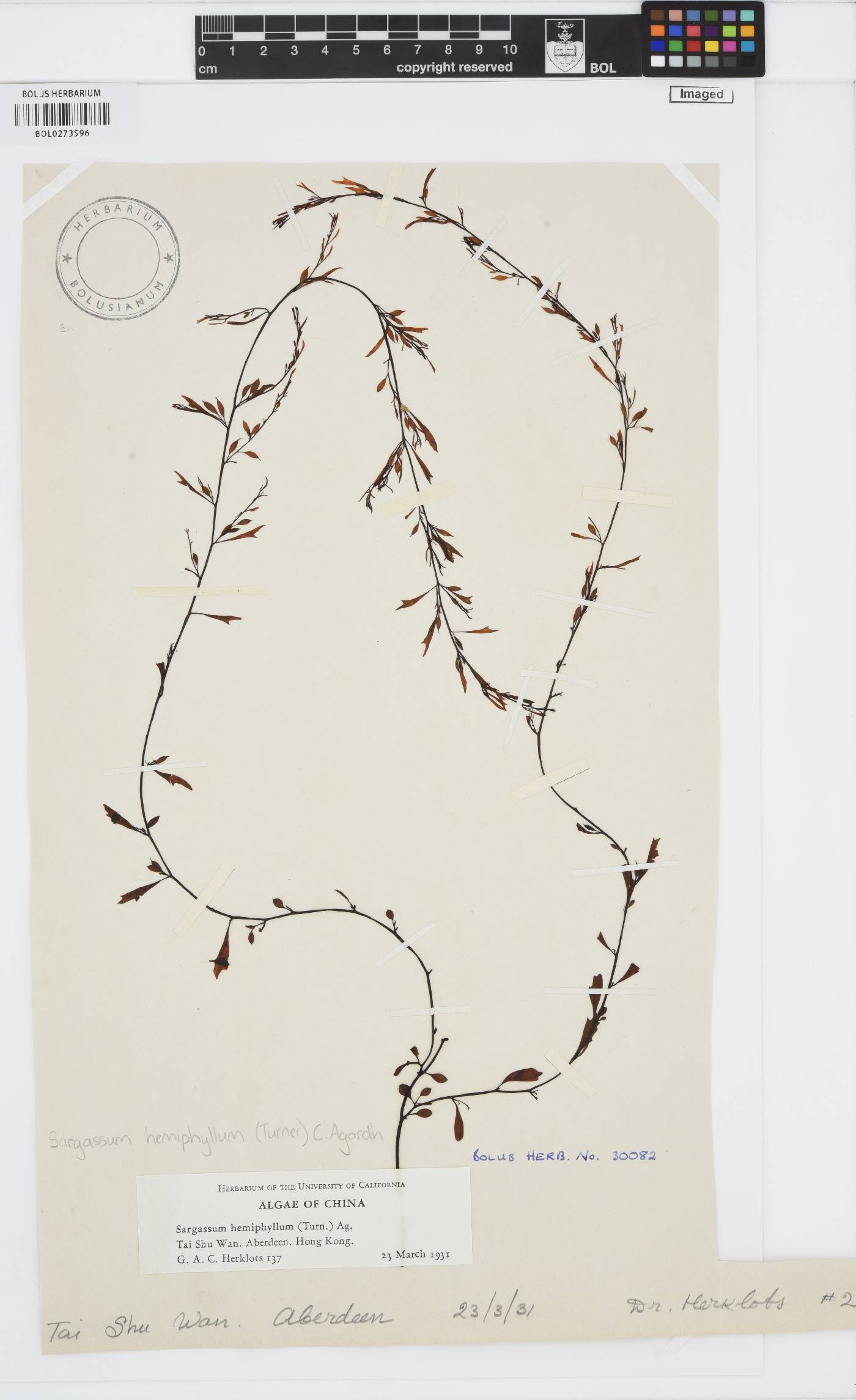 Sargassum hemiphyllum image