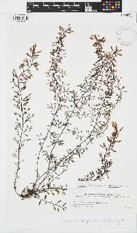 Sargassum hemiphyllum image