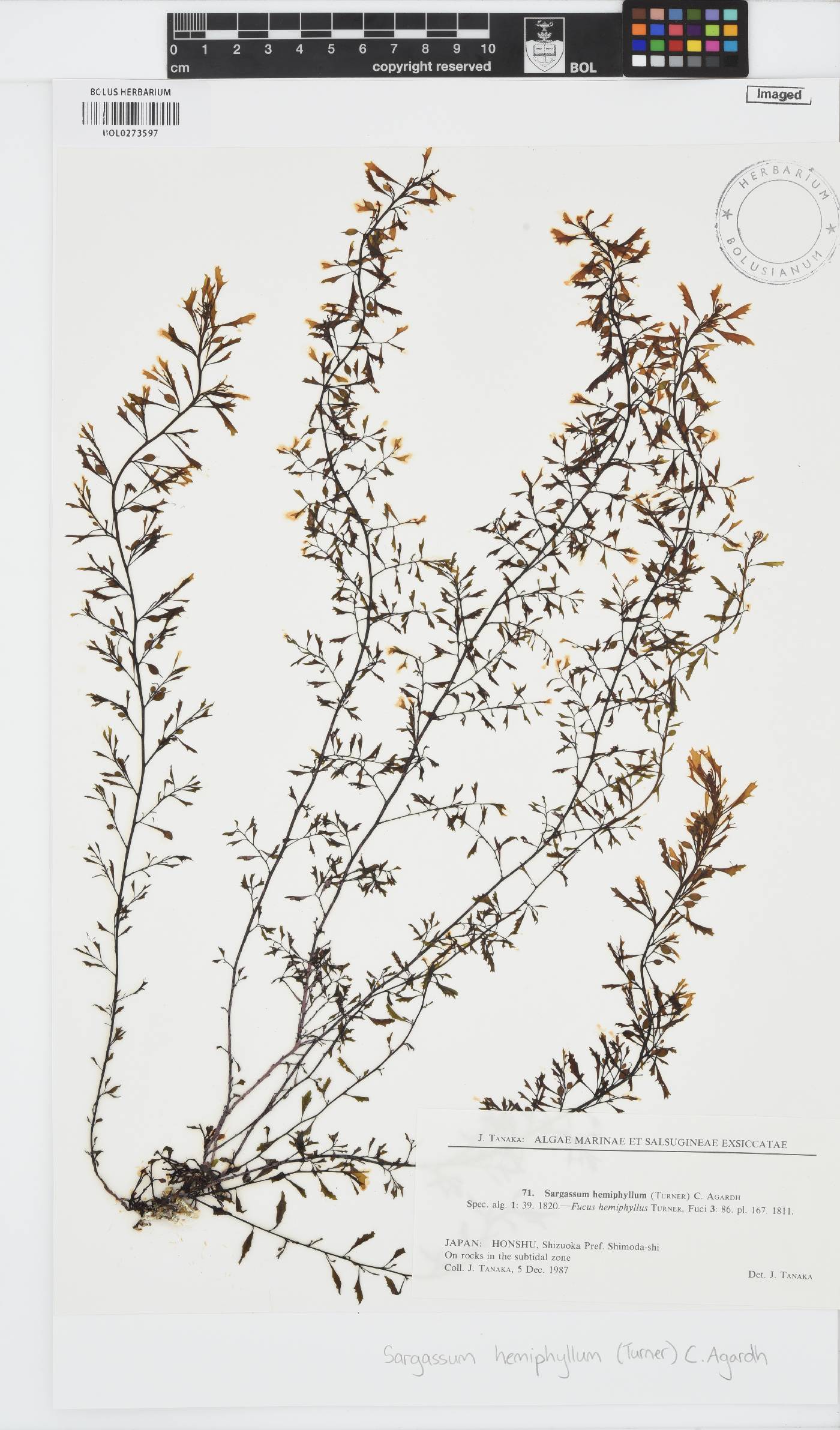 Sargassum hemiphyllum image
