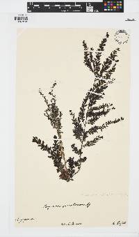 Image of Sargassum granuliferum
