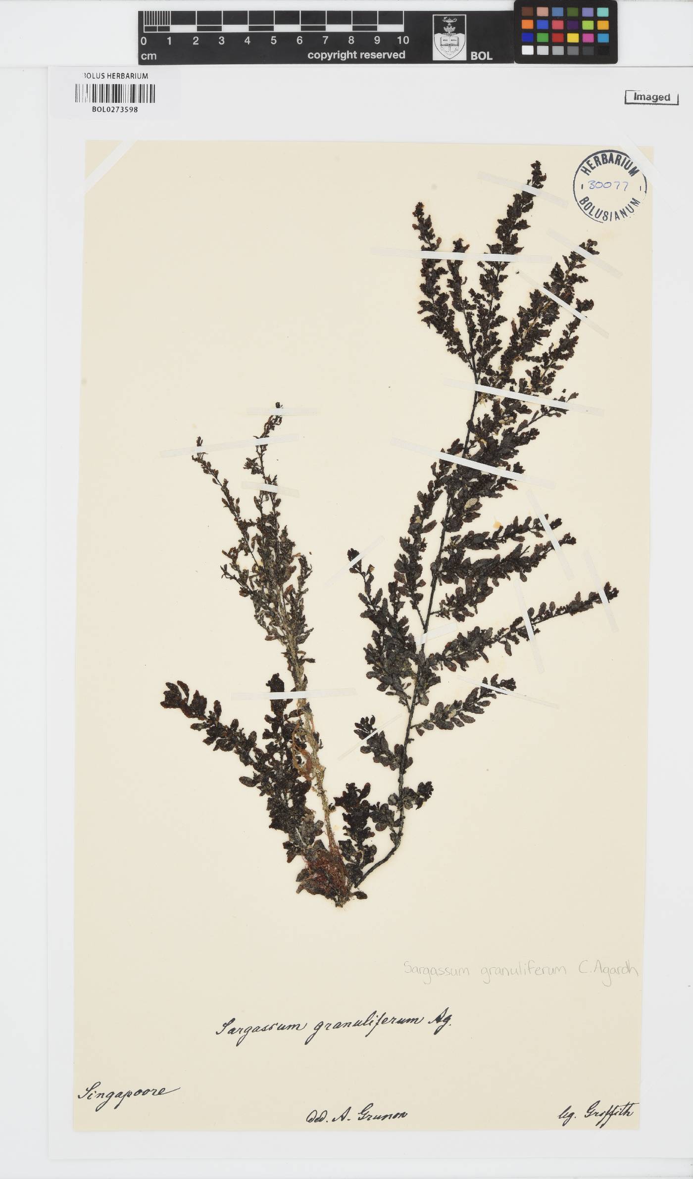 Sargassum granuliferum image