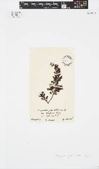 Sargassum granuliferum image