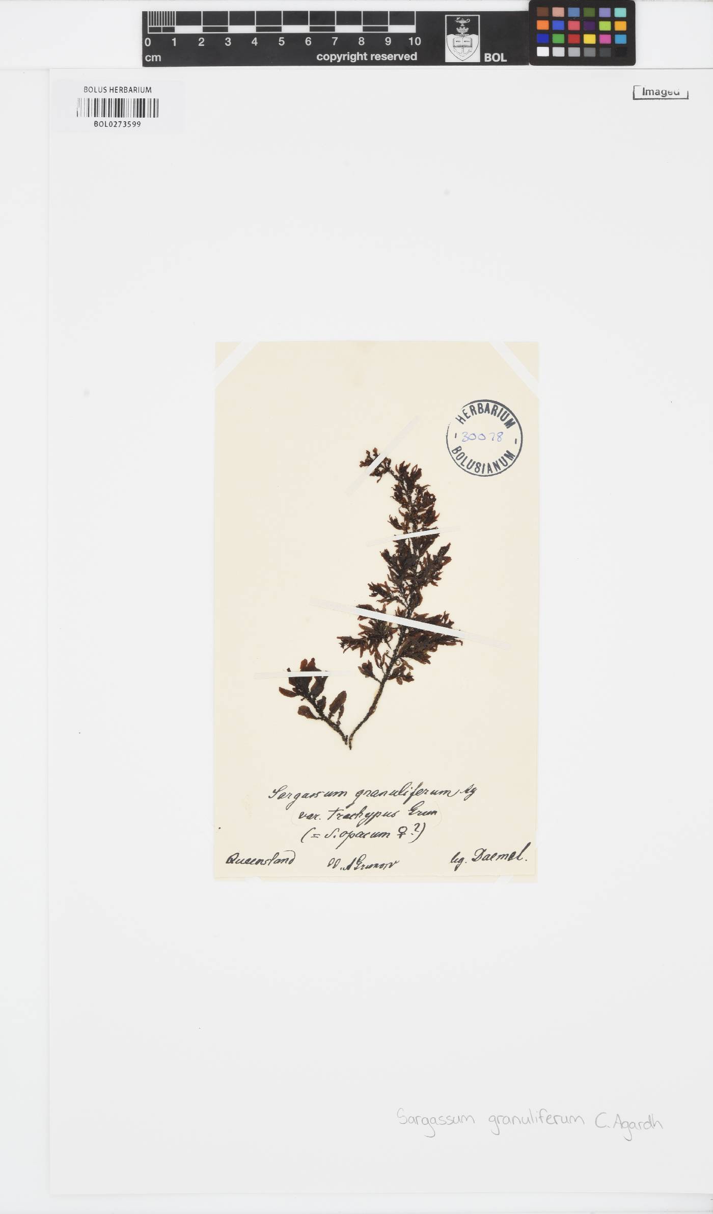 Sargassum granuliferum image