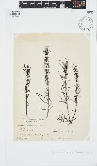 Sargassum fusiforme image