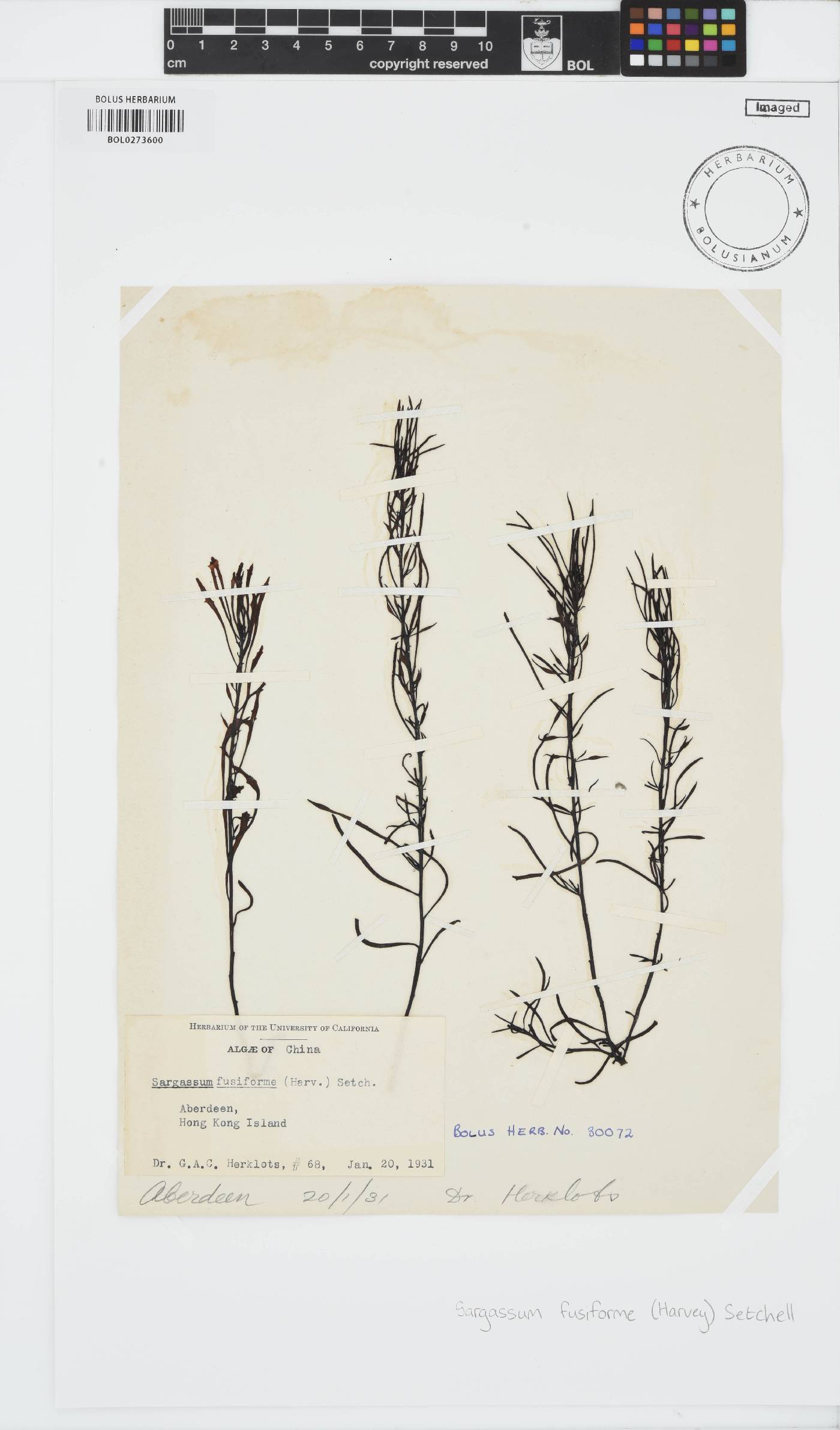 Sargassum fusiforme image