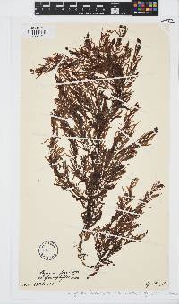 Image of Sargassum carpophyllum