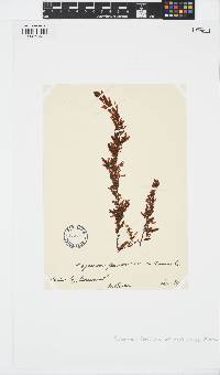 Sargassum carpophyllum image