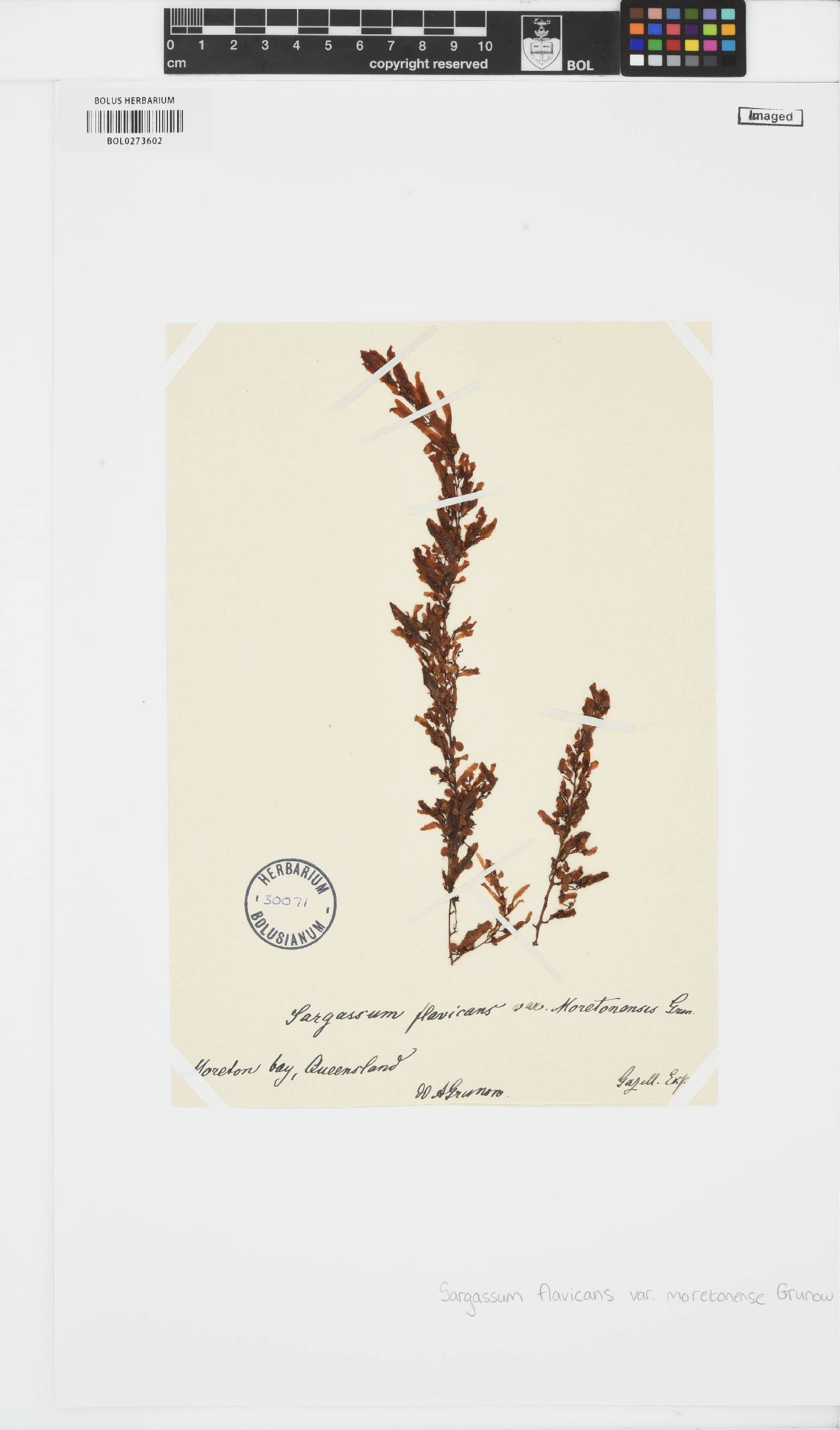 Sargassum carpophyllum image