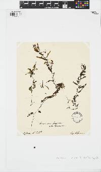 Image of Sargassum flavicans