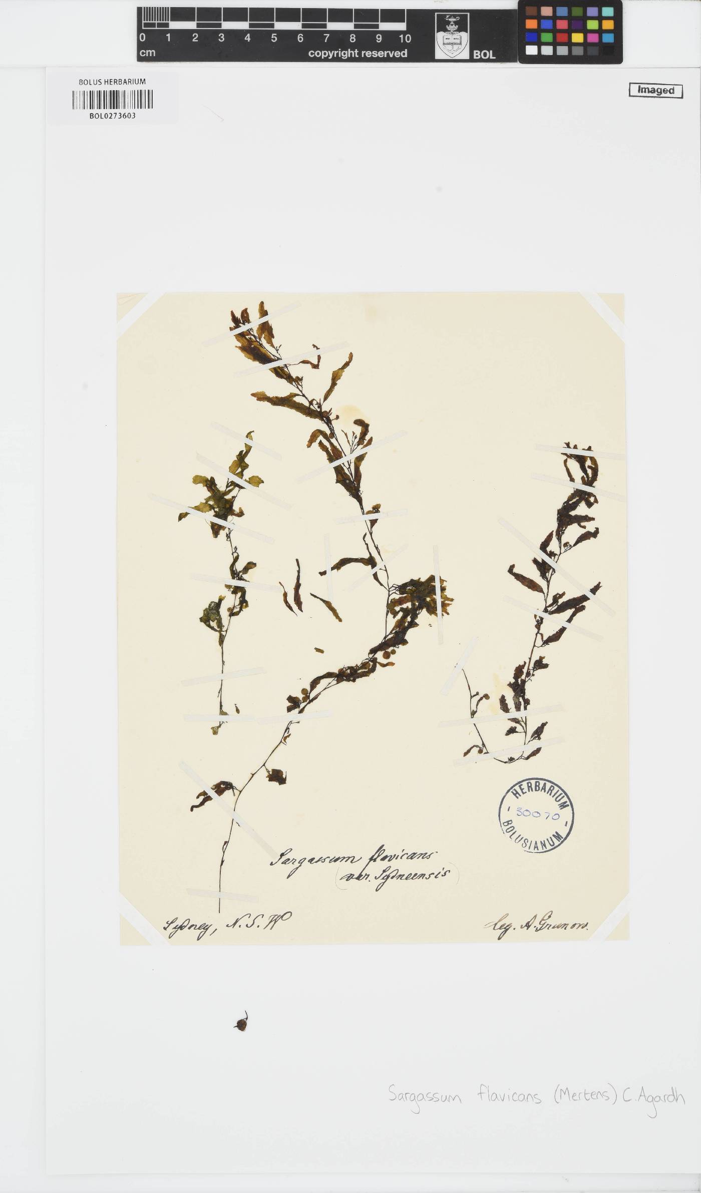 Sargassum flavicans image