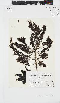 Sargassum fallax image