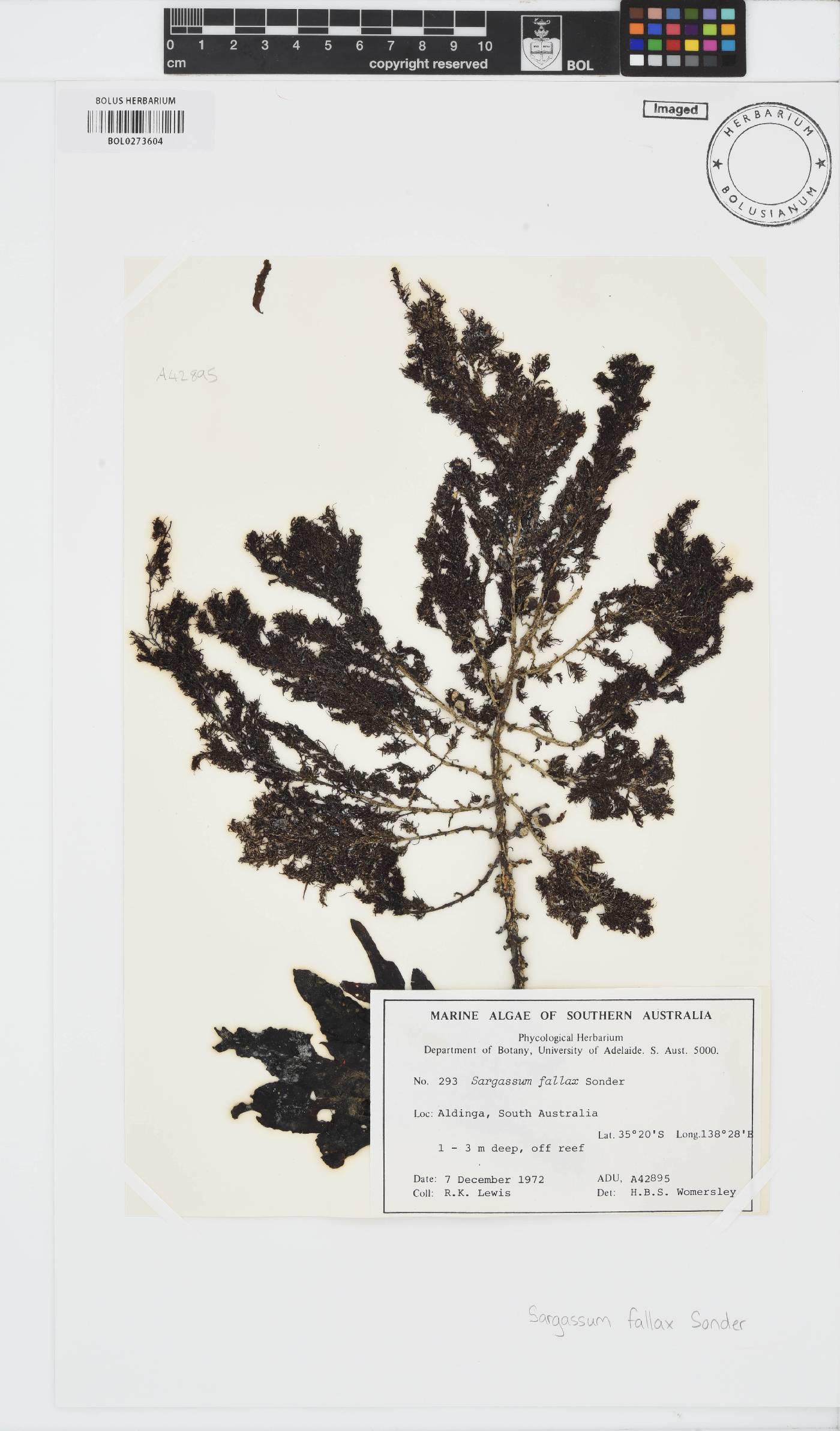 Sargassum fallax image