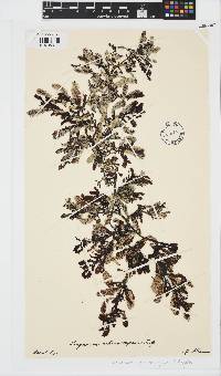 Sargassum aquifolium image