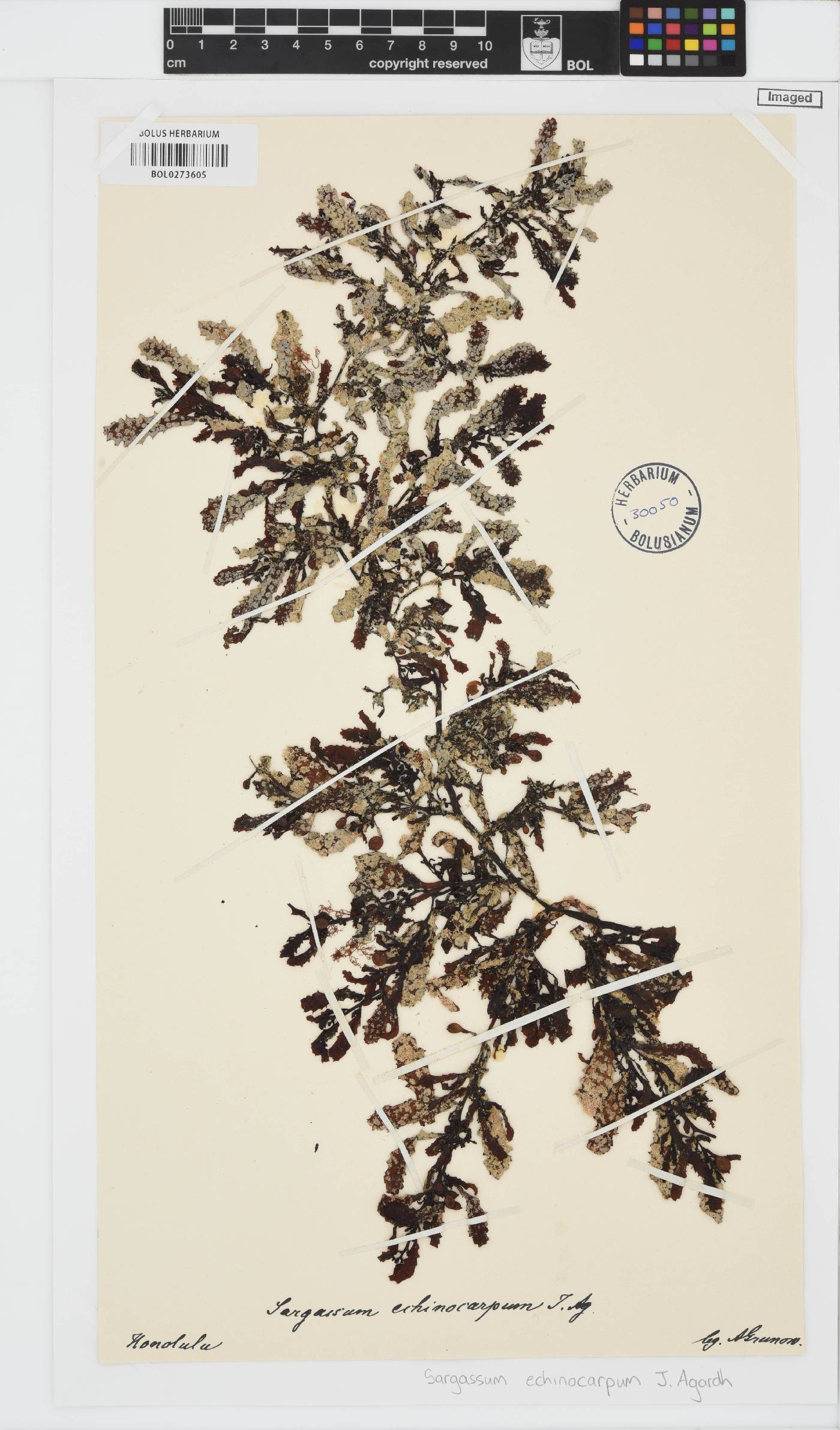 Sargassum aquifolium image