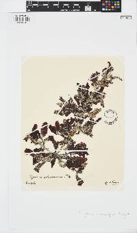 Sargassum aquifolium image