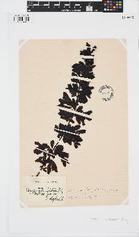 Sargassum ilicifolium image