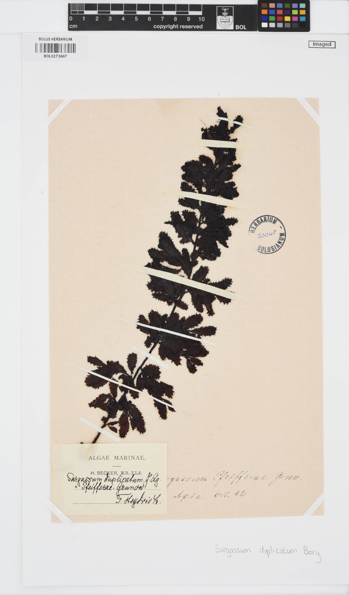 Sargassum ilicifolium image