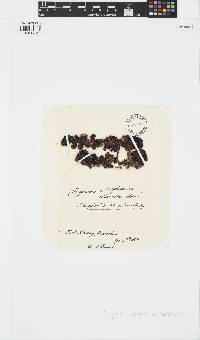 Sargassum ilicifolium image