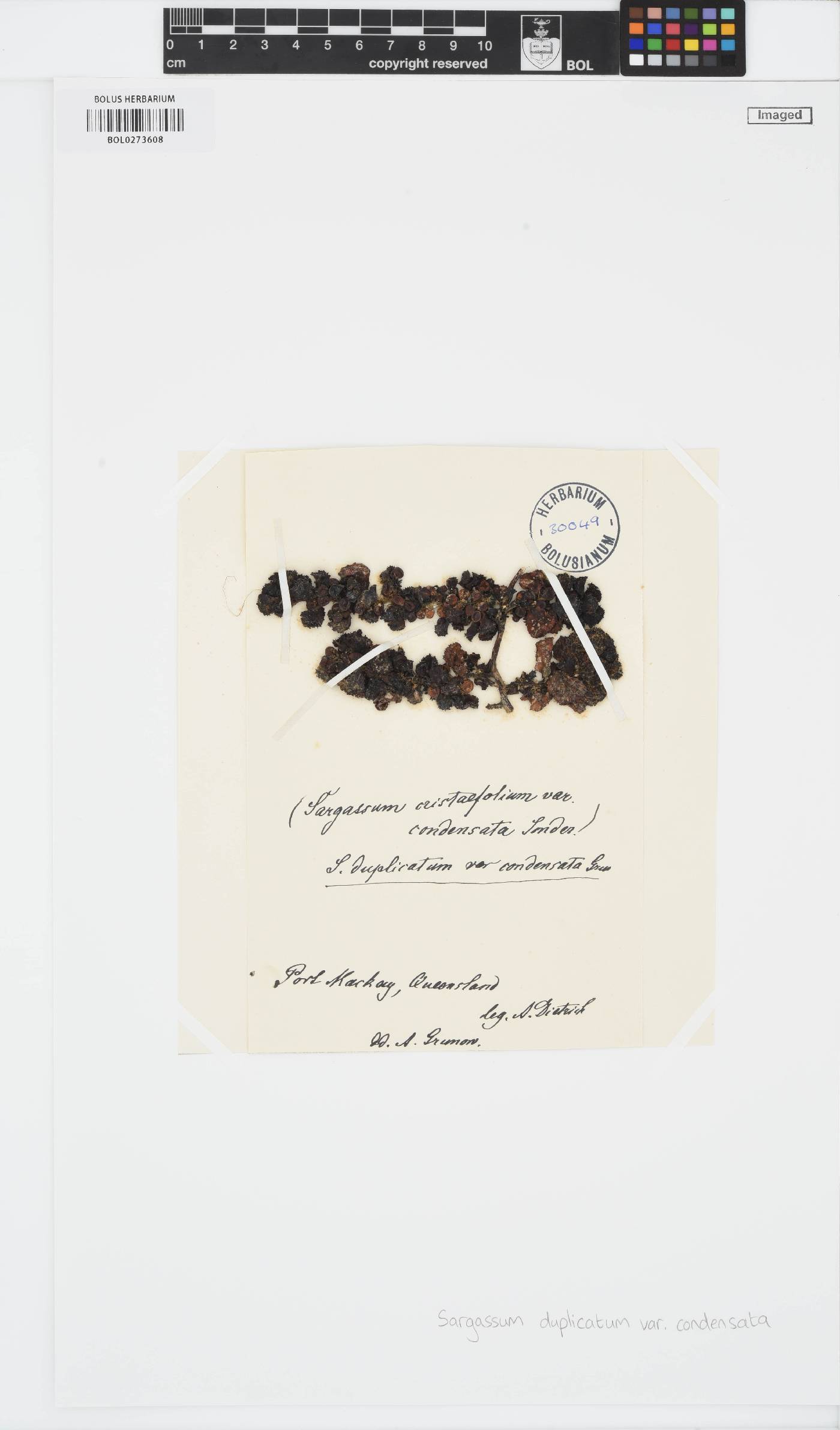 Sargassum ilicifolium image