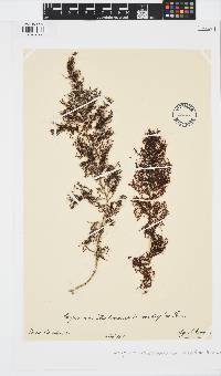 Sargassum desfontainesii image