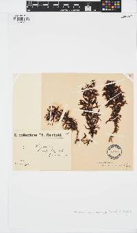Image of Sargassum desfontainesii