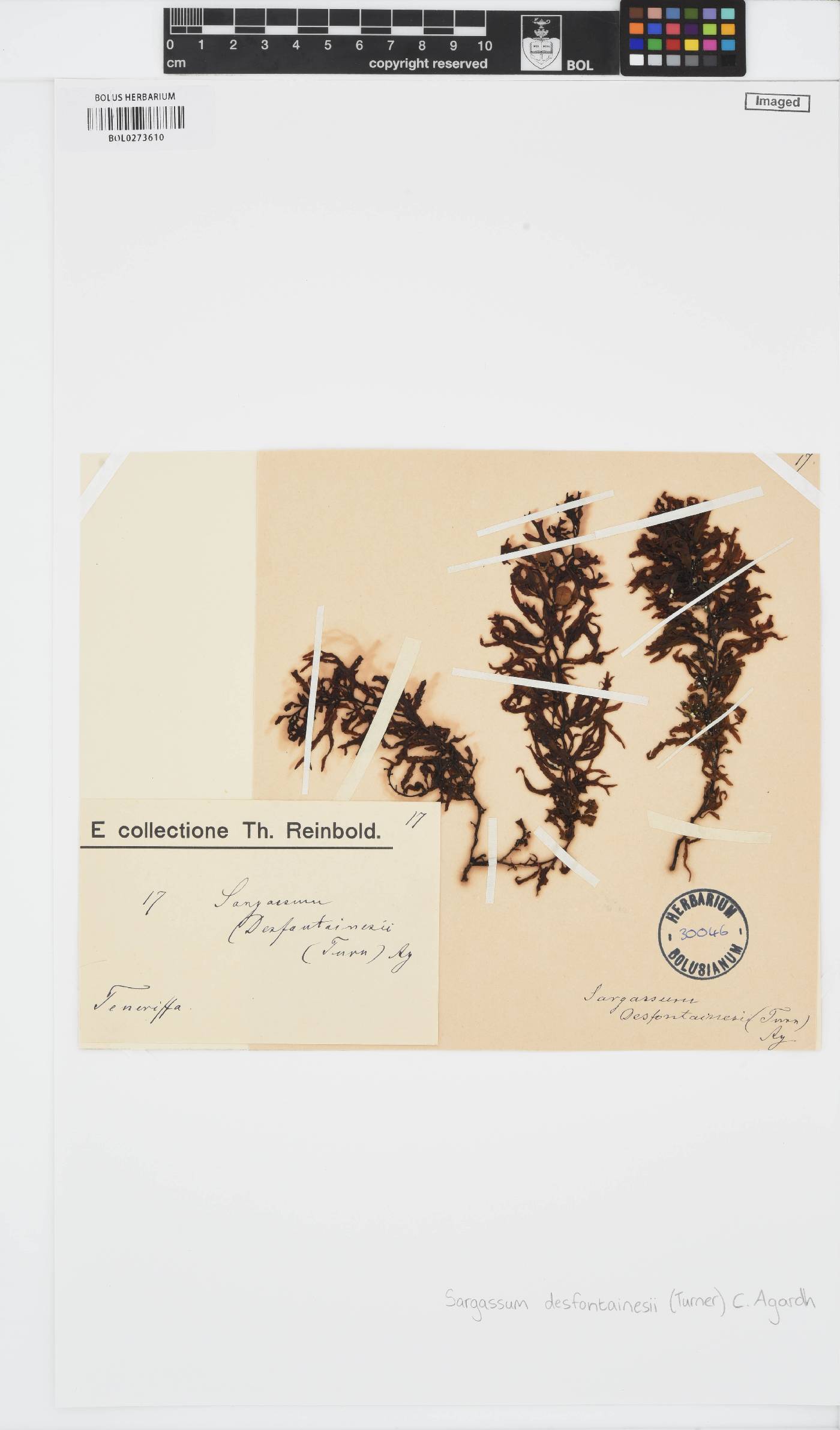 Sargassum desfontainesii image