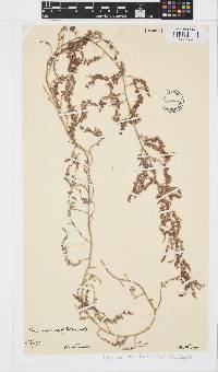 Image of Sargassum dentifolium