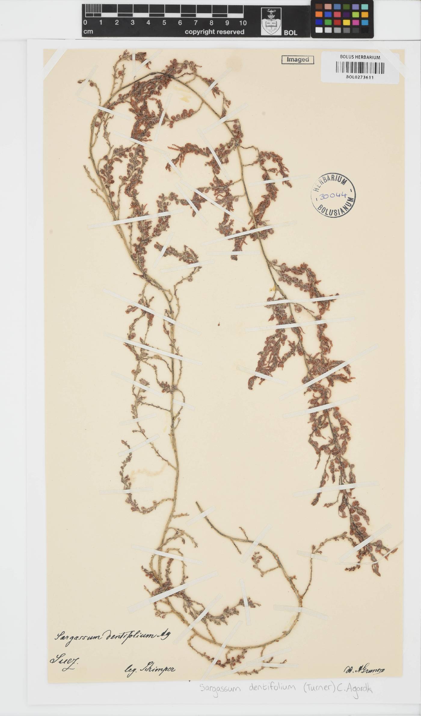 Sargassum dentifolium image