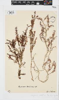 Sargassum dentifolium image