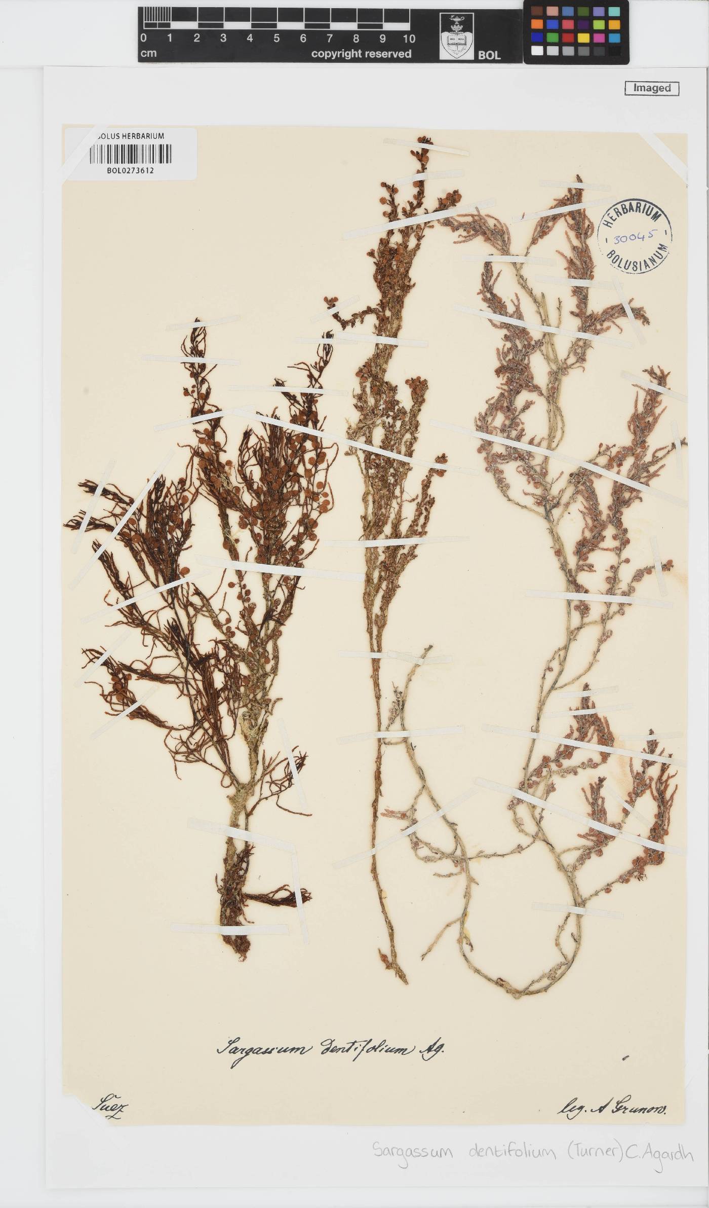 Sargassum dentifolium image