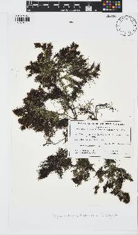 Phyllotricha decipiens image