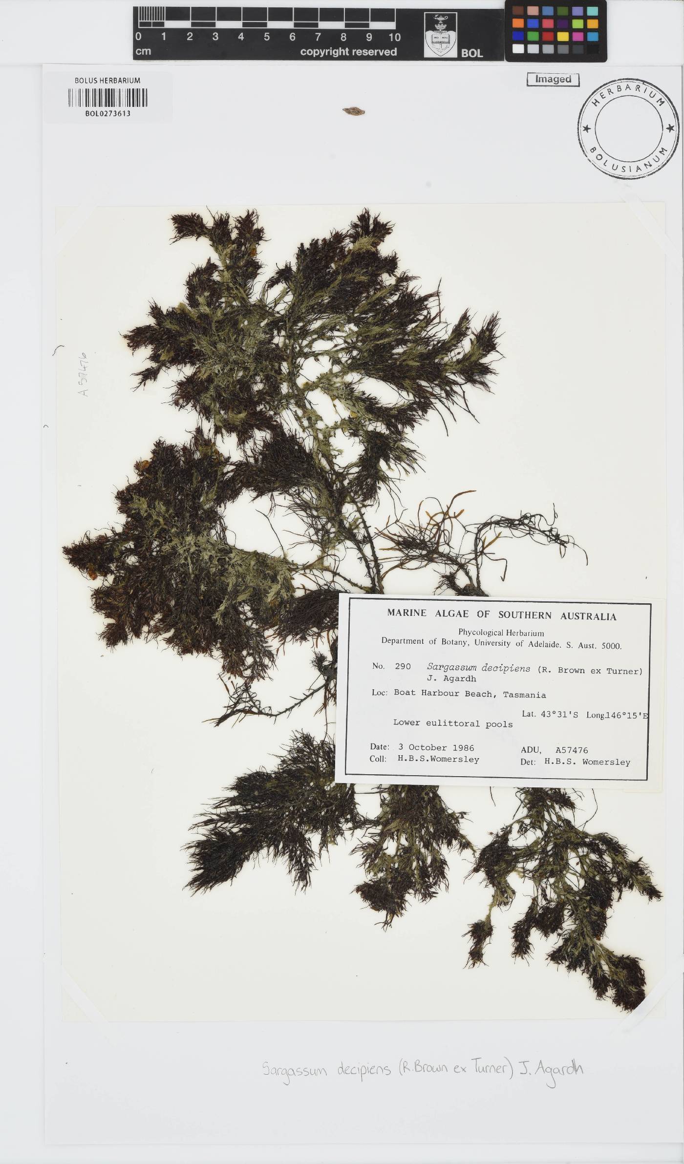 Phyllotricha image