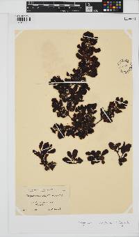 Sargassum ilicifolium image