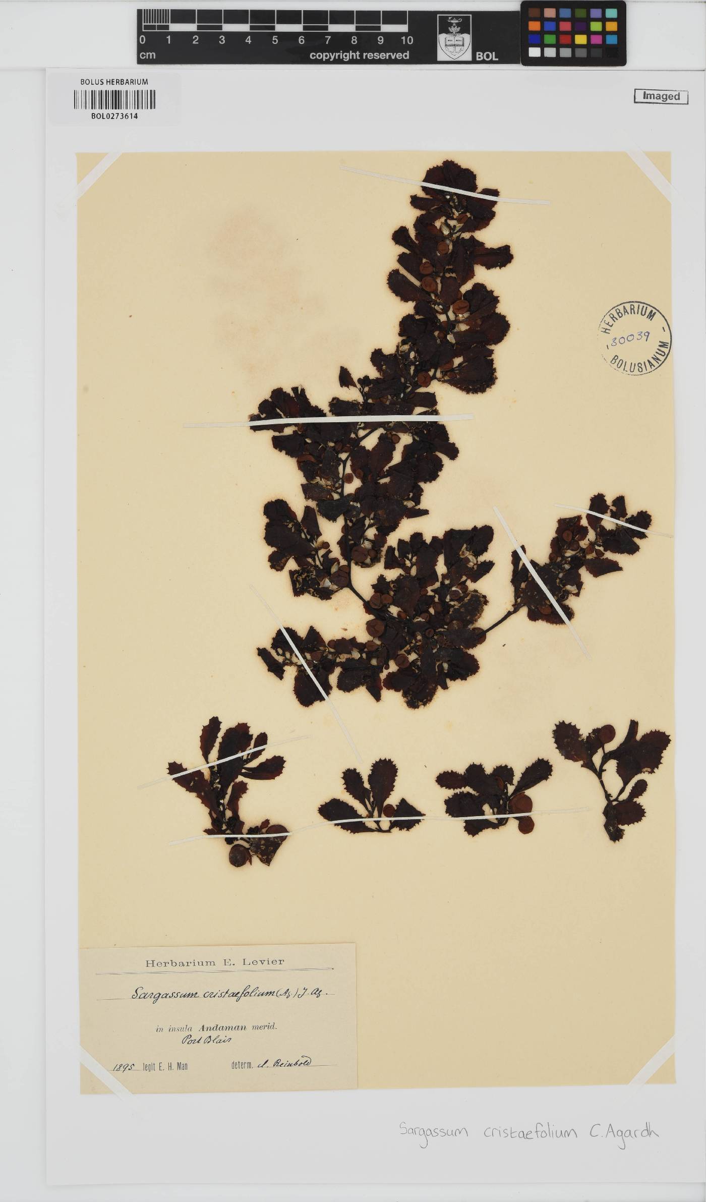 Sargassum ilicifolium image