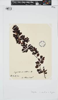 Sargassum ilicifolium image