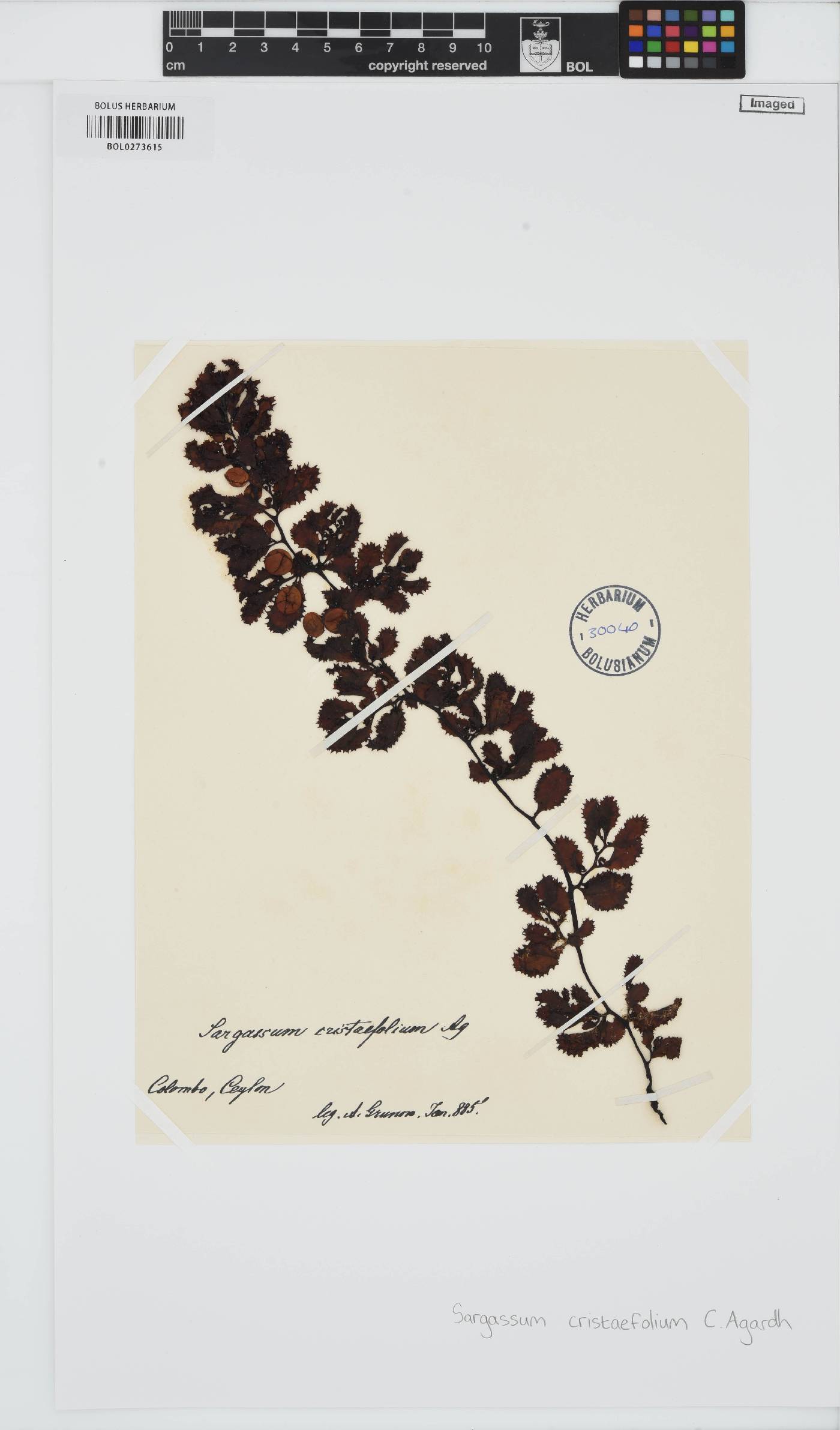 Sargassum ilicifolium image