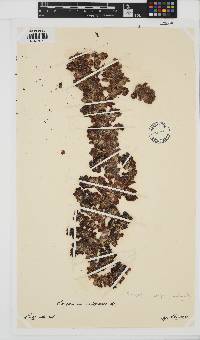 Image of Sargassum notarisii