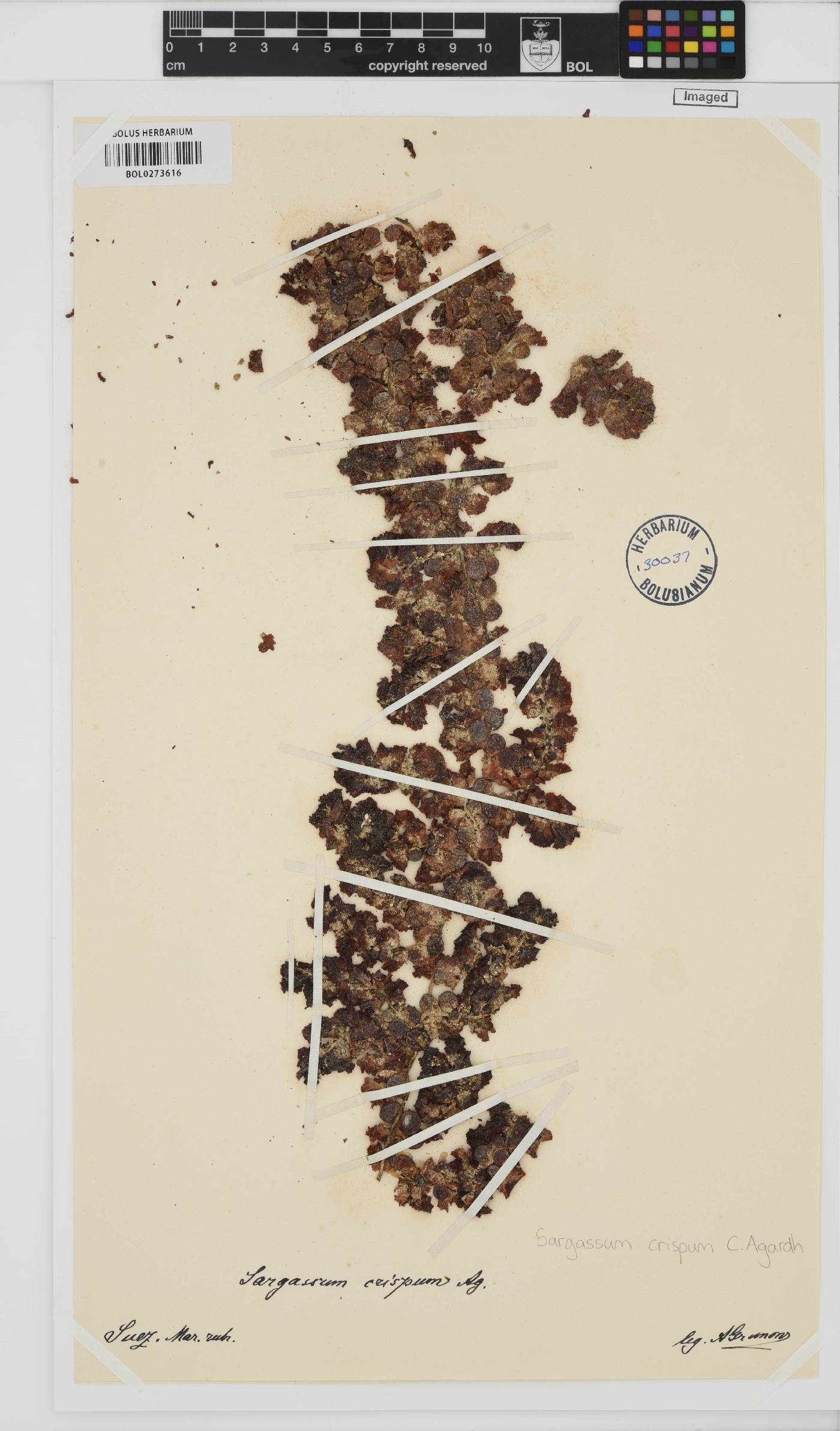 Sargassum notarisii image