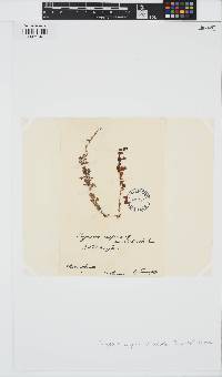 Sargassum notarisii image