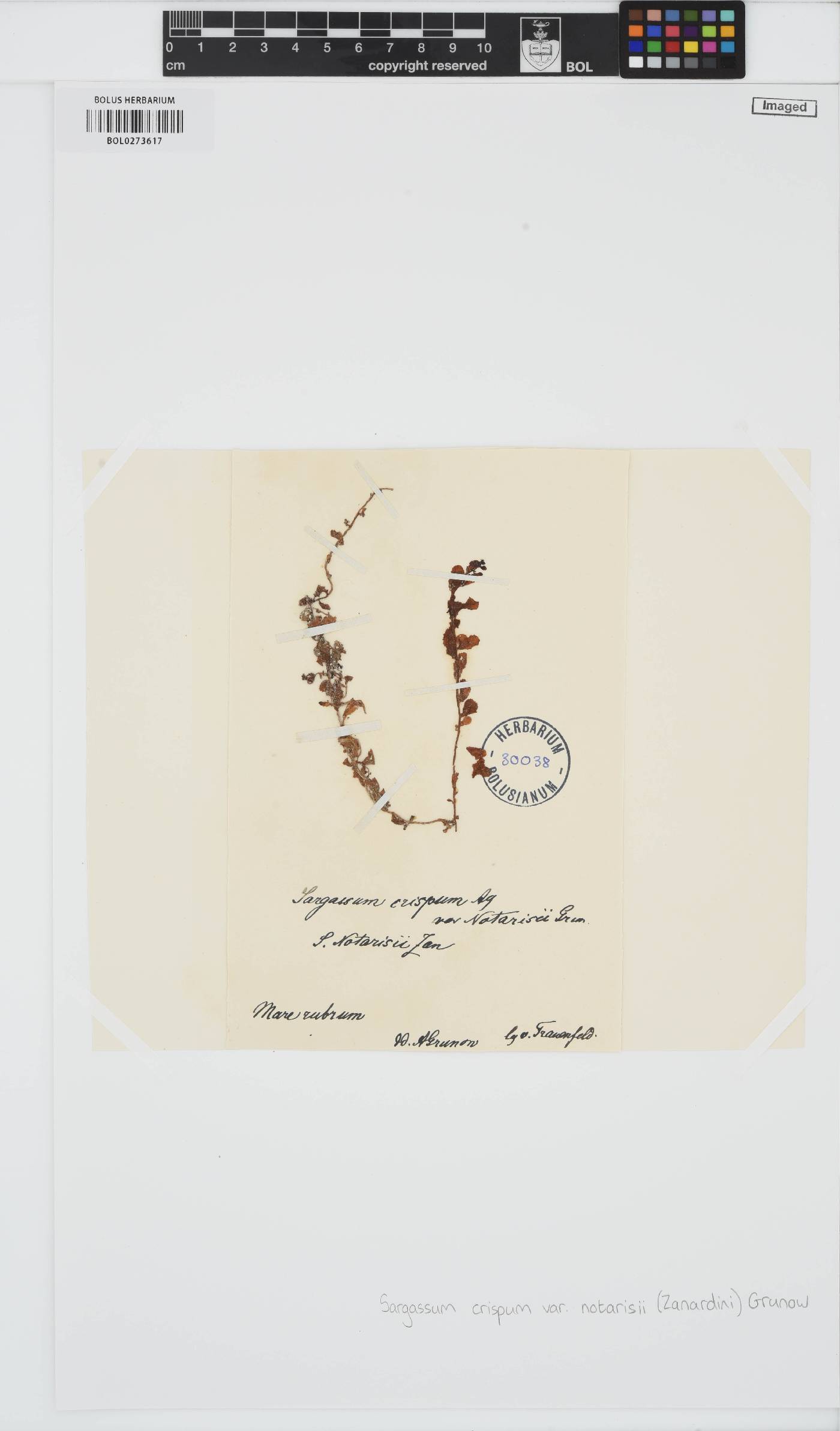 Sargassum notarisii image
