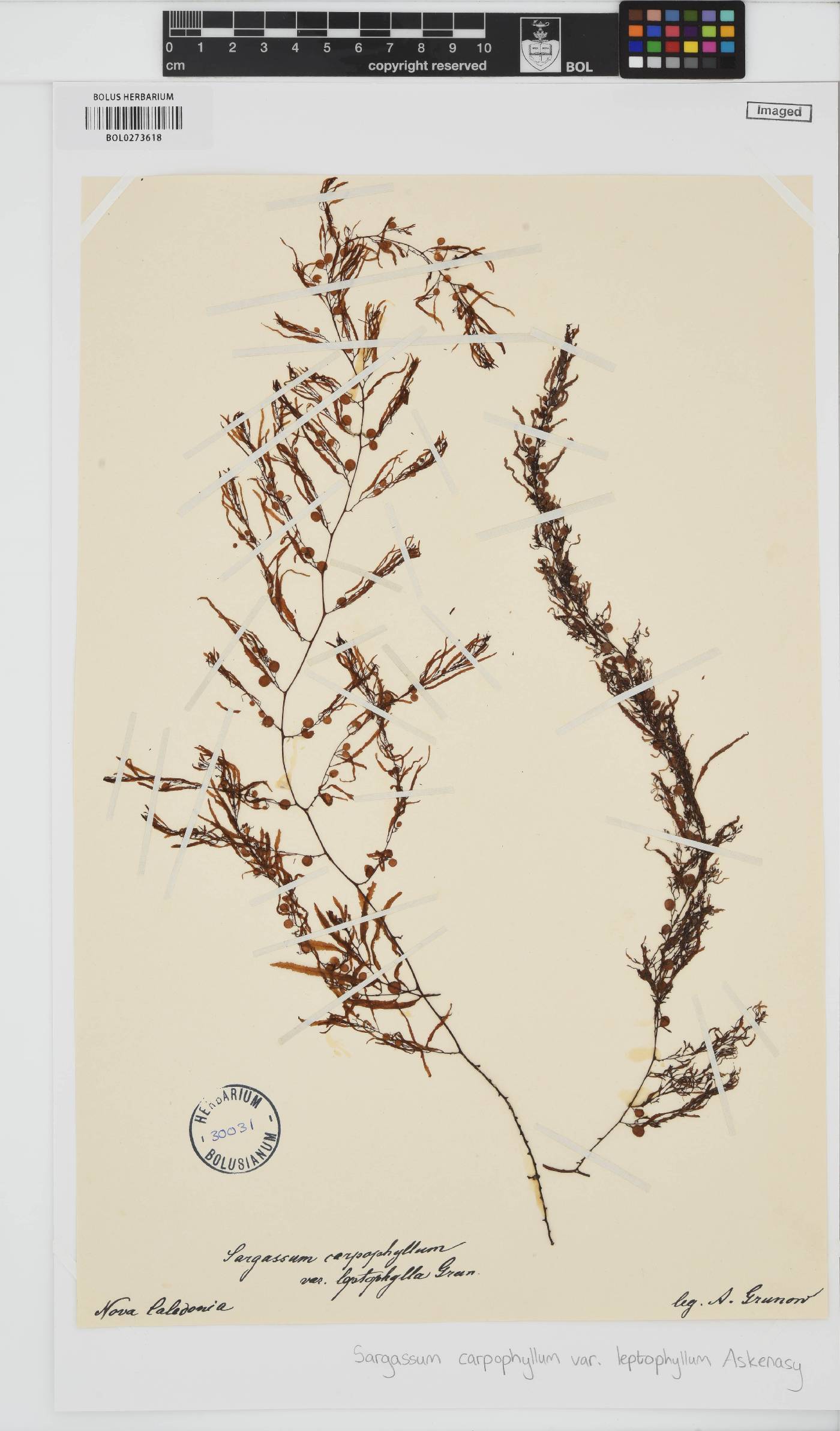 Sargassum carpophyllum image