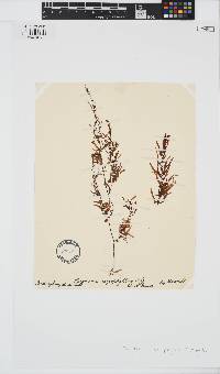Sargassum carpophyllum image