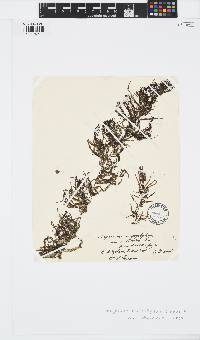 Sargassum carpophyllum image