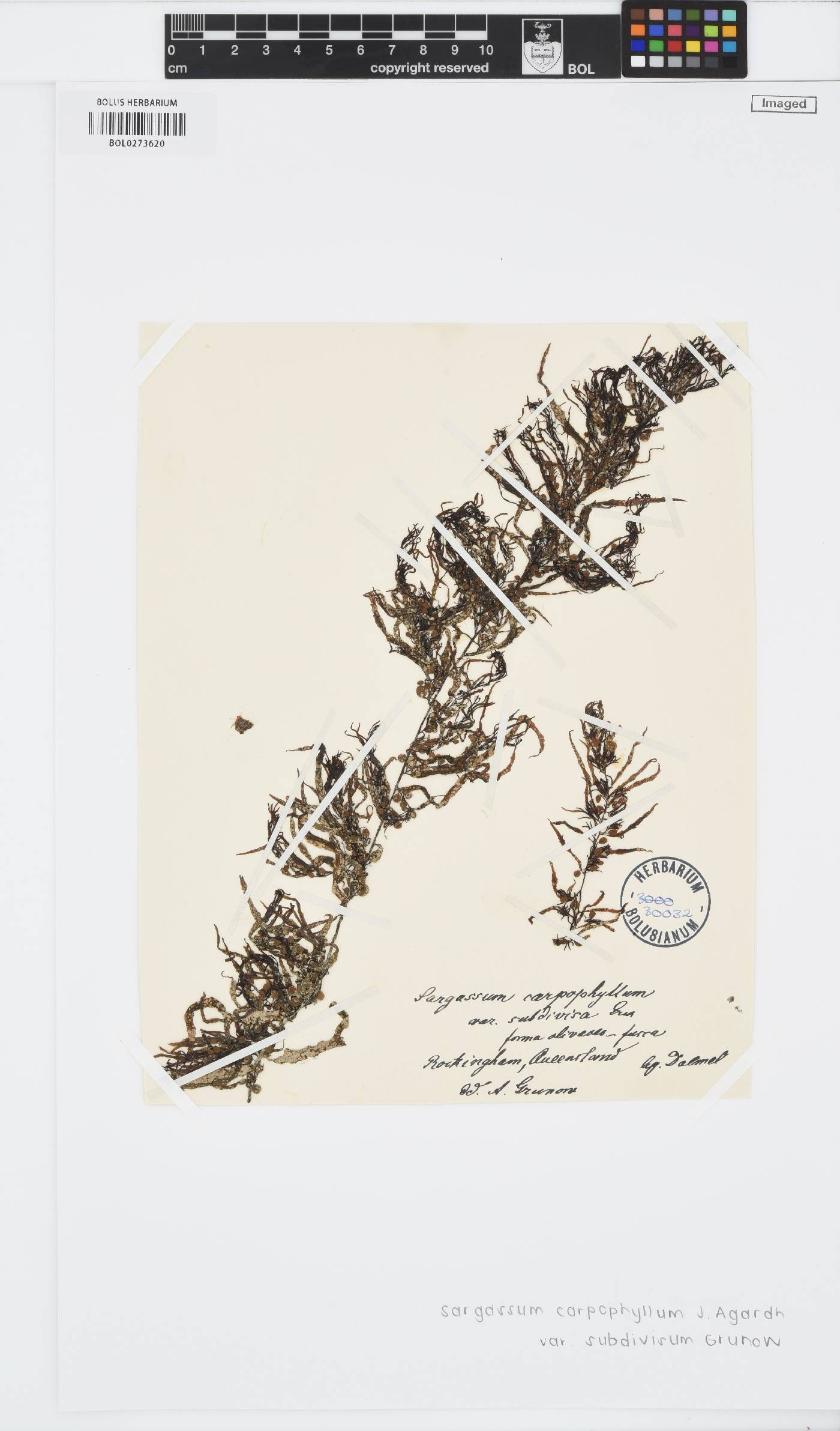 Sargassum carpophyllum image