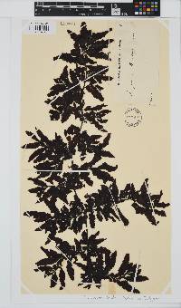 Sargassum aquifolium image