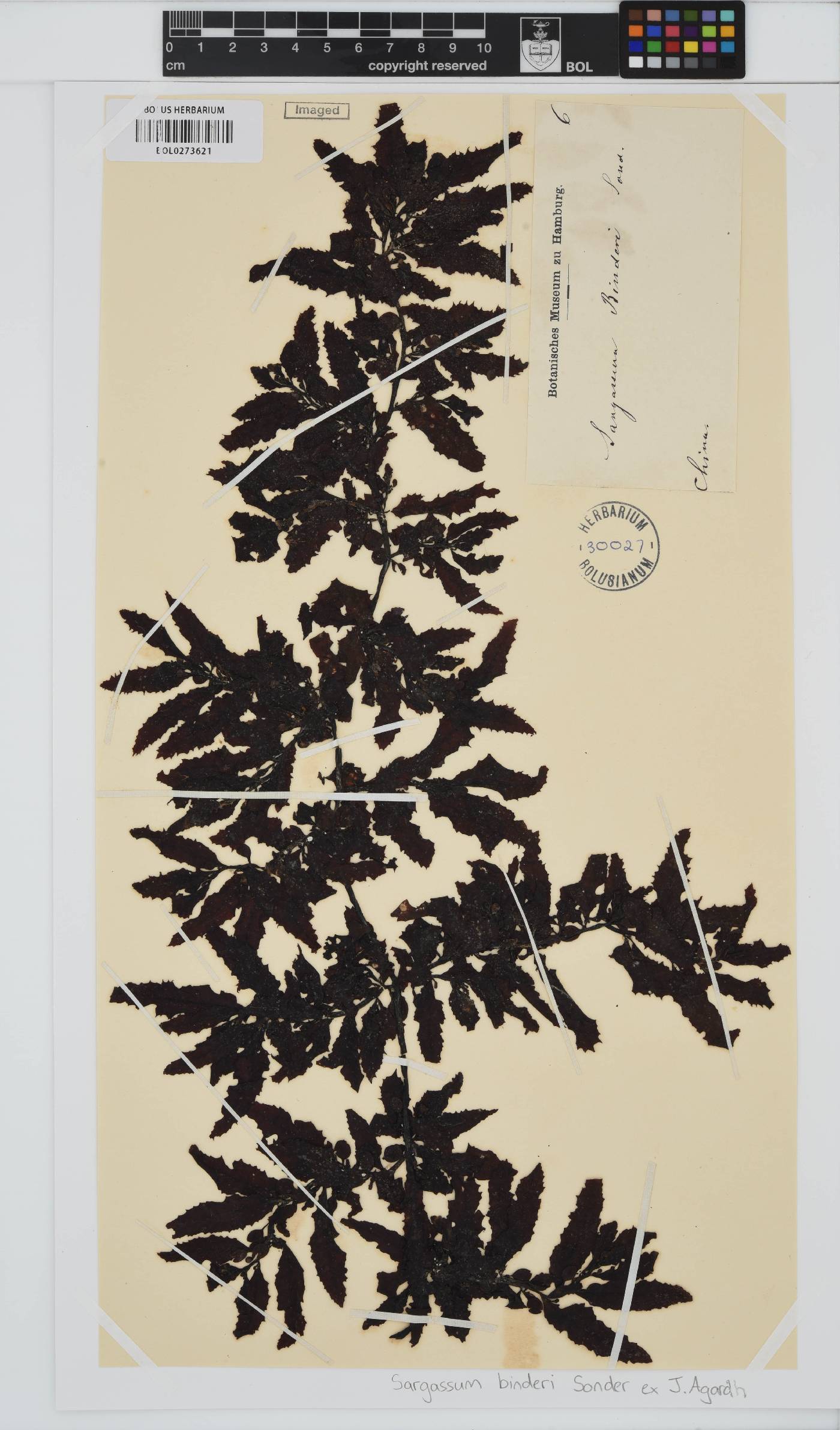 Sargassum aquifolium image