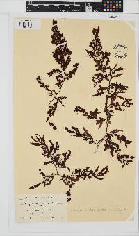 Sargassum aquifolium image
