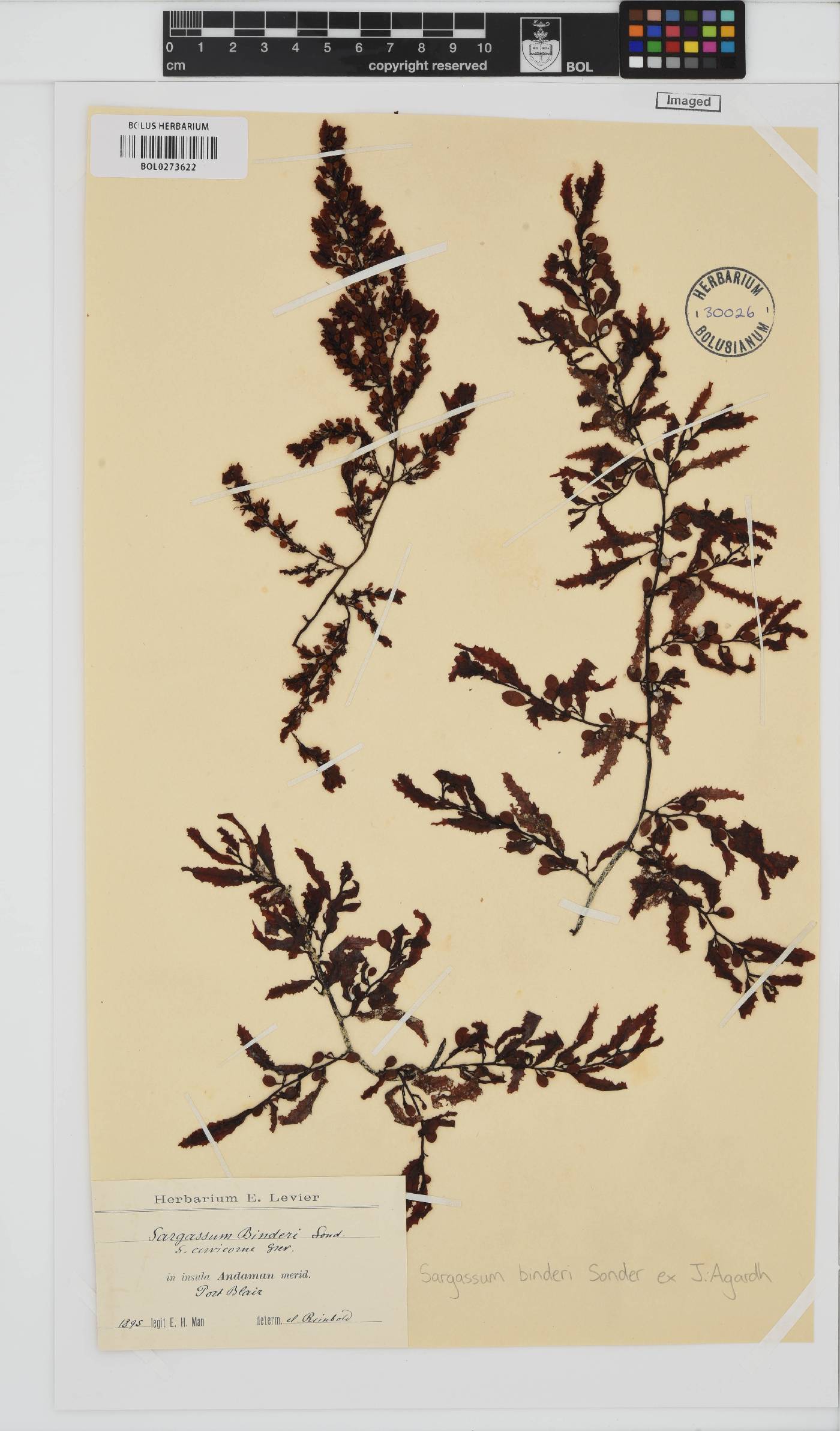 Sargassum aquifolium image
