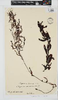 Sargassum tristichum image